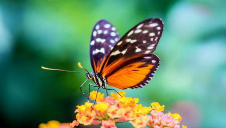 Entomology Dataset - 70k Insect Images