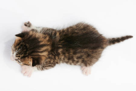 Diverse Cat Collection: High-Resolution Images for Cat Lovers