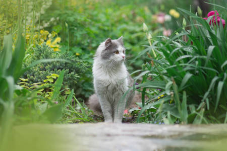 Diverse Cat Collection: High-Resolution Images for Cat Lovers