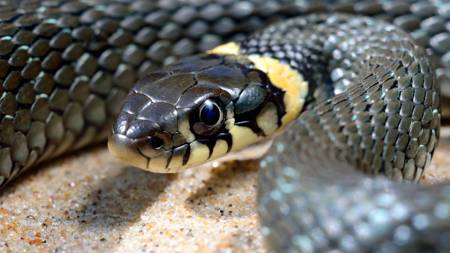 Discover the Enchanting Serpent Dataset Collection: Exploring Snakes