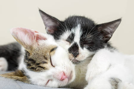 Diverse Cat Collection: High-Resolution Images for Cat Lovers