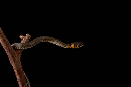 Discover the Enchanting Serpent Dataset Collection: Exploring Snakes