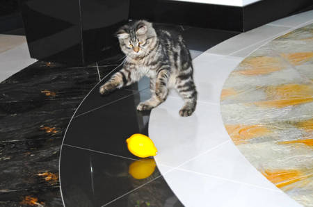 Diverse Cat Collection: High-Resolution Images for Cat Lovers