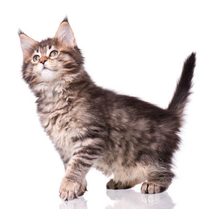 Diverse Cat Collection: High-Resolution Images for Cat Lovers