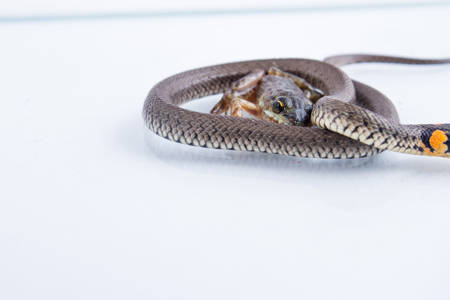 Discover the Enchanting Serpent Dataset Collection: Exploring Snakes