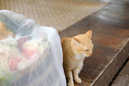Diverse Cat Collection: High-Resolution Images for Cat Lovers
