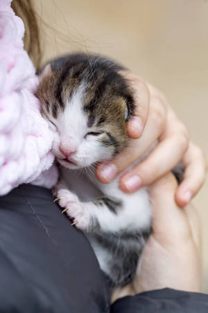 Diverse Cat Collection: High-Resolution Images for Cat Lovers