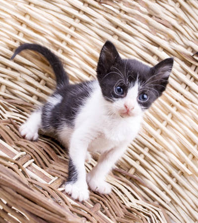 Diverse Cat Collection: High-Resolution Images for Cat Lovers