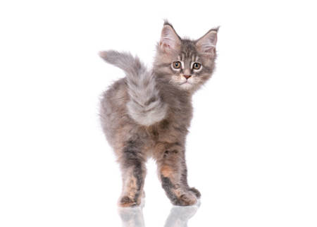 Diverse Cat Collection: High-Resolution Images for Cat Lovers