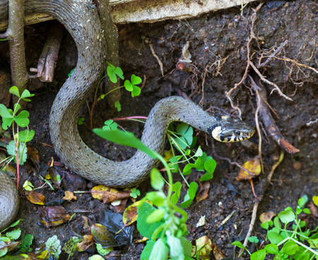 Discover the Enchanting Serpent Dataset Collection: Exploring Snakes