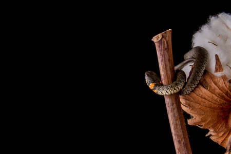 Discover the Enchanting Serpent Dataset Collection: Exploring Snakes